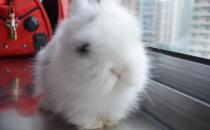 貓貓兔的產地-貓貓兔如何喂養？