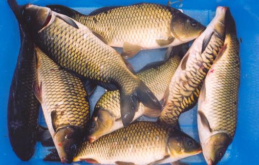 年年有魚 過年吃什么魚好?