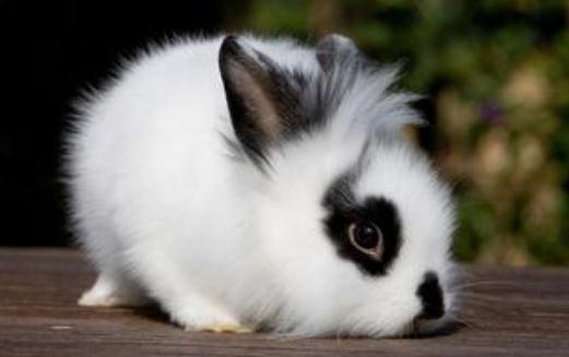 獅子頭兔的飼養方法是什么?