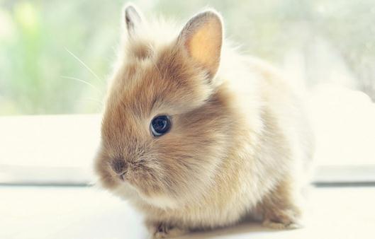 獅子兔的簡介-獅子兔是什么樣的？