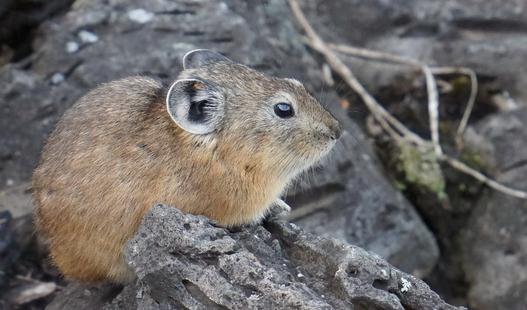 鼠兔產自哪里?鼠兔的外形特征
