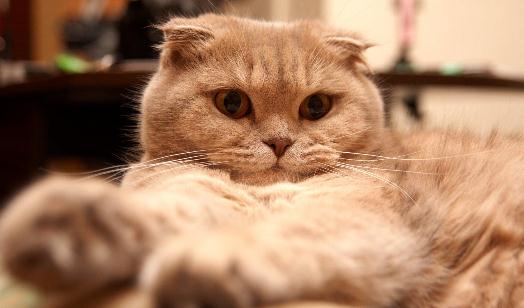 蘇格蘭折耳貓的簡(jiǎn)介-蘇格蘭折耳貓的特征