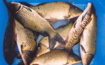 年年有魚(yú) 過(guò)年吃什么魚(yú)好？