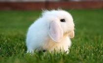 迷你垂耳兔可以長到多大？