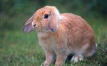 迷你垂耳兔怎么養(yǎng)？迷你垂耳兔吃什么？