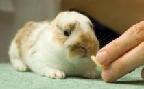 迷你兔的簡介-迷你兔是什么？