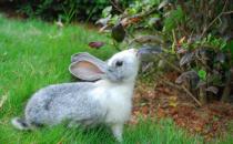 青紫藍(lán)兔怎么養(yǎng)？青紫藍(lán)兔養(yǎng)殖方法