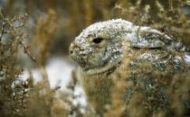 沙漠棉尾兔怎么養？沙漠棉尾兔吃什么？