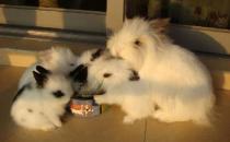 獅子兔對生存環境有什么要求？