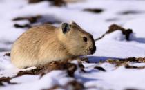 鼠兔的簡(jiǎn)介-鼠兔是怎樣的？