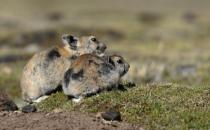 鼠兔的飼養方法是什么？