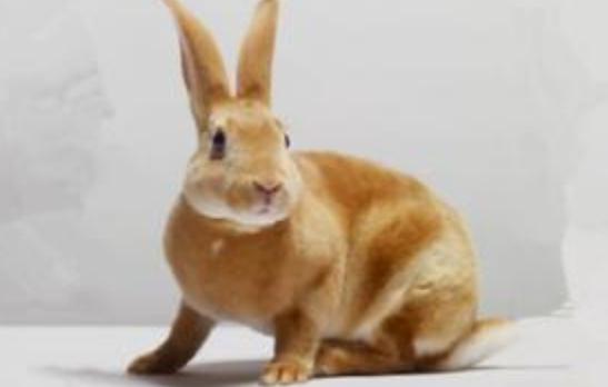 太行山兔怎么養?太行山兔吃什么?