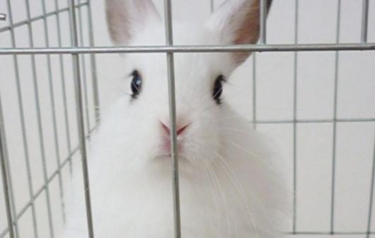 西施兔是怎樣的?西施兔的簡介