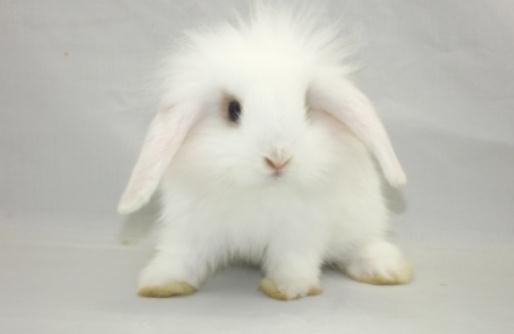 西施兔的產(chǎn)地是哪里?西施兔的兔籠怎么設(shè)計(jì)?