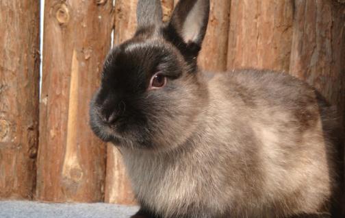 暹羅兔的價格-成年暹羅兔多少錢?