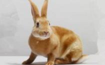 太行山兔怎么養(yǎng)？太行山兔吃什么？