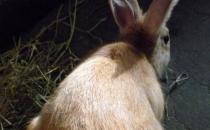 太行山兔產(chǎn)自哪里？太行山兔主要在哪里？