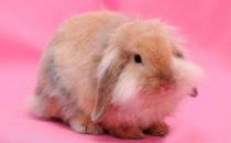 西施兔怎么養(yǎng)？西施兔吃什么？