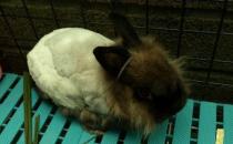 暹羅兔的生活習性-暹羅兔的壽命有多久？