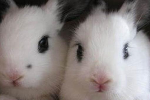 銀狐兔怎么養(yǎng)?銀狐兔的喂養(yǎng)方法