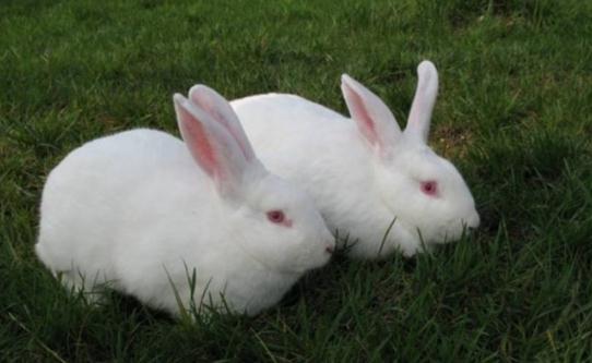 伊拉兔如何護(hù)理?伊拉兔怎么繁殖?