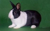 英國斑點(diǎn)兔的簡介 英國斑點(diǎn)兔的價(jià)格