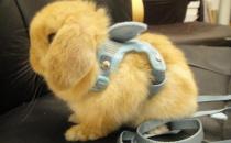 英國垂耳兔的價格如何？