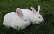伊拉兔如何護理？伊拉兔怎么繁殖？
