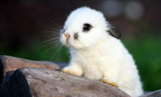 侏儒海棠兔怎么養(yǎng)？侏儒海棠兔吃什么？