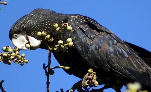 暗色鸚鵡的價格 暗色鸚鵡的簡介