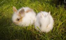 侏儒海棠兔對生存環境有什么要求？