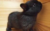 侏儒兔怎么養？侏儒兔的飼養方法