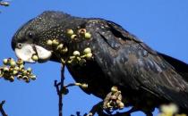 暗色鸚鵡的價(jià)格 暗色鸚鵡的簡介