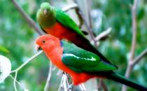 澳洲國王鸚鵡的產地 澳洲國王鸚鵡的簡介