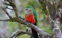 澳洲國王鸚鵡的飼養方法 澳洲國王鸚鵡的價格