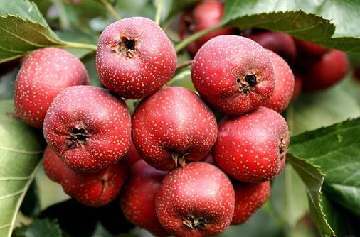 芹菜降壓!六種食物輔治小病