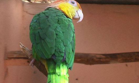 白腹凱克鸚鵡飼養方法 白腹凱克鸚鵡生存常態