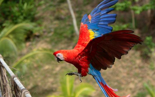 緋紅金剛鸚鵡怎么養(yǎng)?緋紅金剛鸚鵡的特點