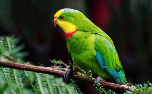 超級鸚鵡如何繁殖?超級鸚鵡的飼養(yǎng)方法