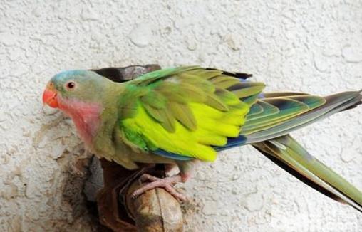 公主鸚鵡的飼養方法 公主鸚鵡價格