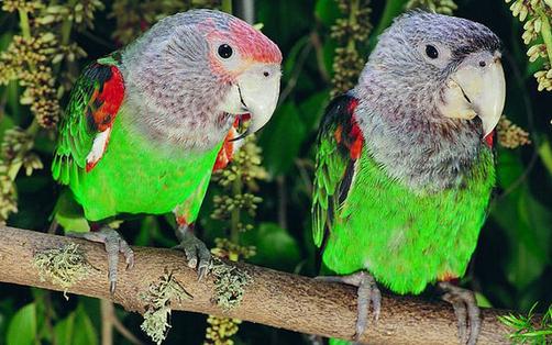 海角鸚鵡怎么繁殖？海角鸚鵡的飼養方法