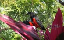 彼斯奎氏鸚鵡吃什么？彼斯奎氏鸚鵡的飼養方法