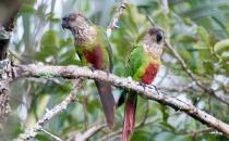 彩繪錐尾鸚鵡的飼養方法