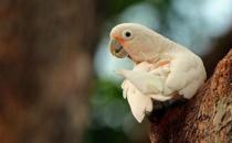 戈芬氏鳳頭鸚鵡的簡介 戈芬氏鳳頭鸚鵡的產地