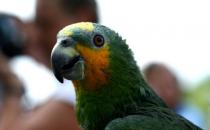 橙翅亞馬遜鸚鵡的飼養(yǎng)方法 橙翅亞馬遜鸚鵡的價(jià)格