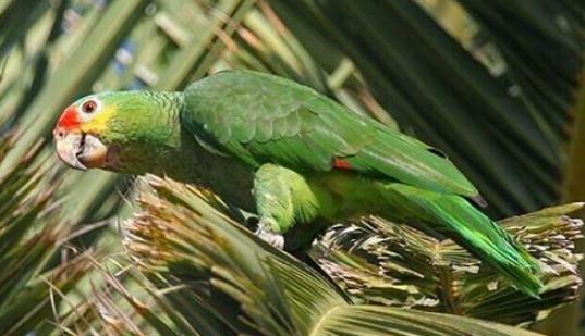紅額金剛鸚鵡的產地 紅額金剛鸚鵡的簡介