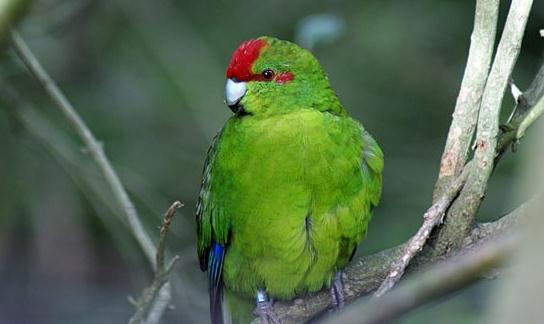 紅額鸚鵡的產(chǎn)地 紅額鸚鵡的簡(jiǎn)介
