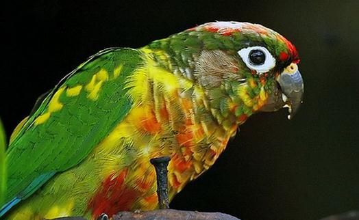 紅腹鸚鵡多少錢能買？紅腹鸚鵡的飼養方法