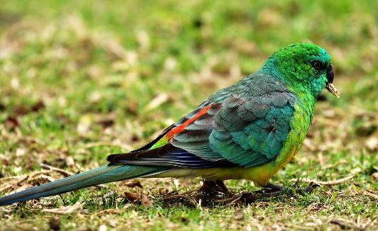 紅腰鸚鵡如何人工飼養?紅腰鸚鵡飼養方法