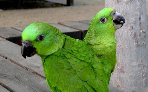 黃頸亞馬遜鸚鵡的簡介 黃頸亞馬遜鸚鵡的產地